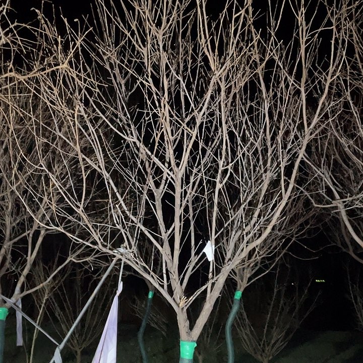 无花朵一物一拍海棠文冠