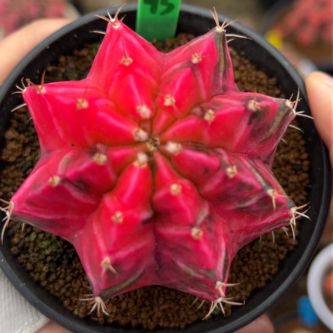 泰系实生米哈锦H93