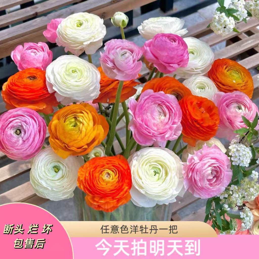 云影精选【混色洋牡丹8-10枝】昆明鲜花批发次日达