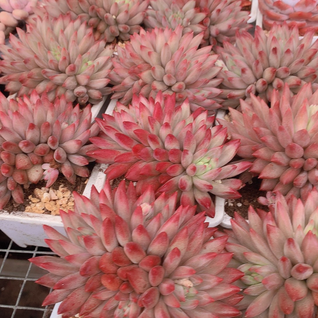 多头羽毛纹虞美人34455677888