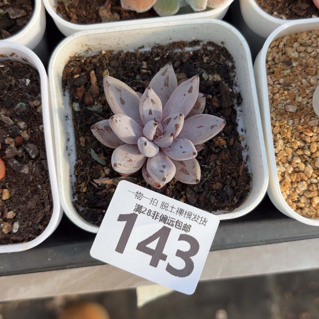 魔爪单头无盆土发货