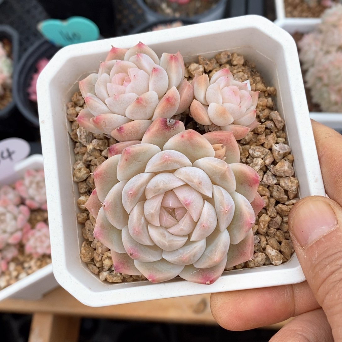 精品多肉一物一拍不包整54