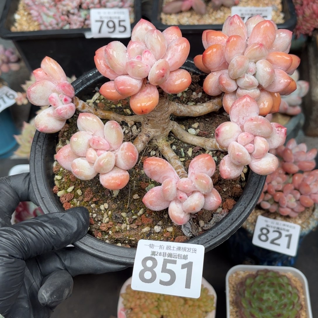 大香水老桩无盆土发货