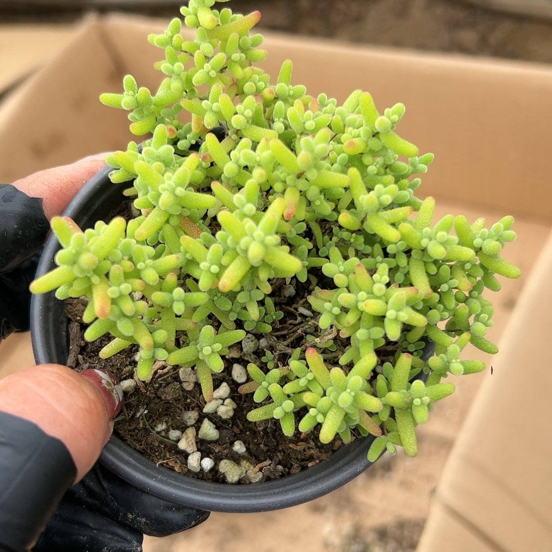 我在蜜桔糖球枝干