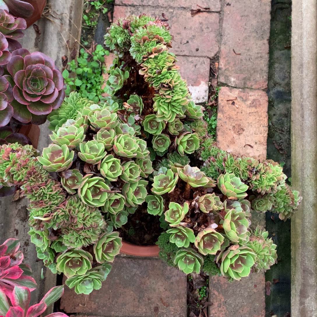 万缀朵朵，多肉植物