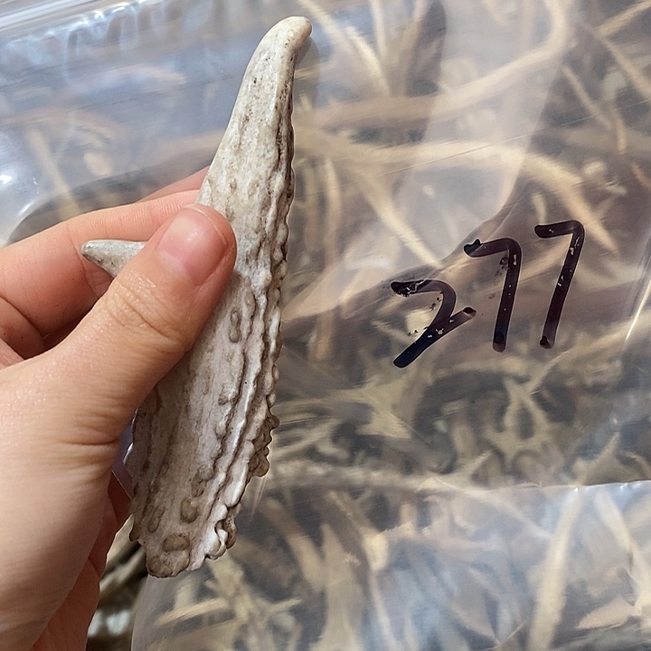 O***O非金属鹿角鹿角鹿角