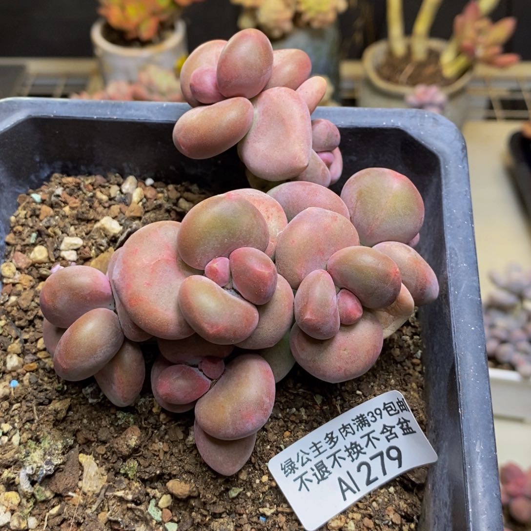 279芒果奶kk奶多肉8c m