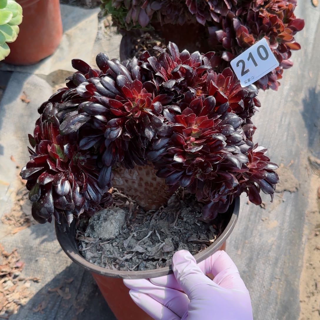 210多肉植物欧缀