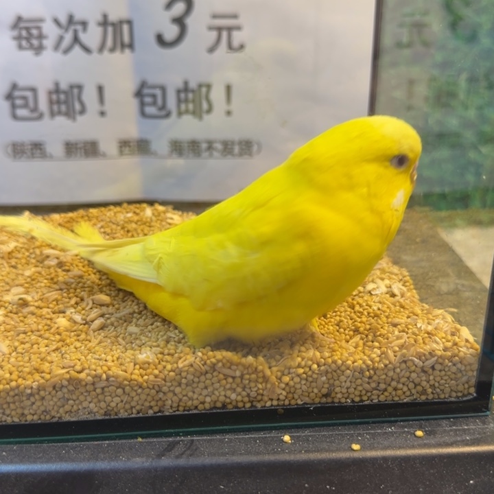 虎皮鹦鹉大头虎皮鹦鹉
