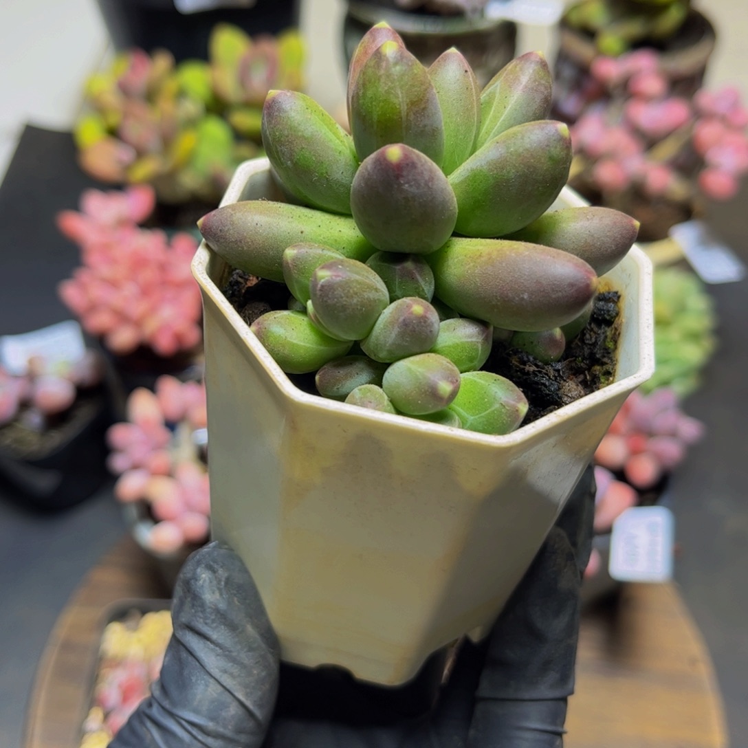 233香蕉树多肉植物