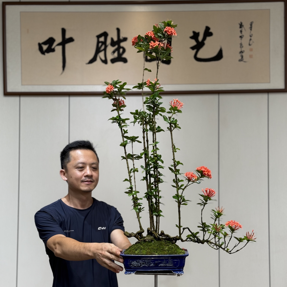 【叶胜园艺】精品丛林款龙船花盆景