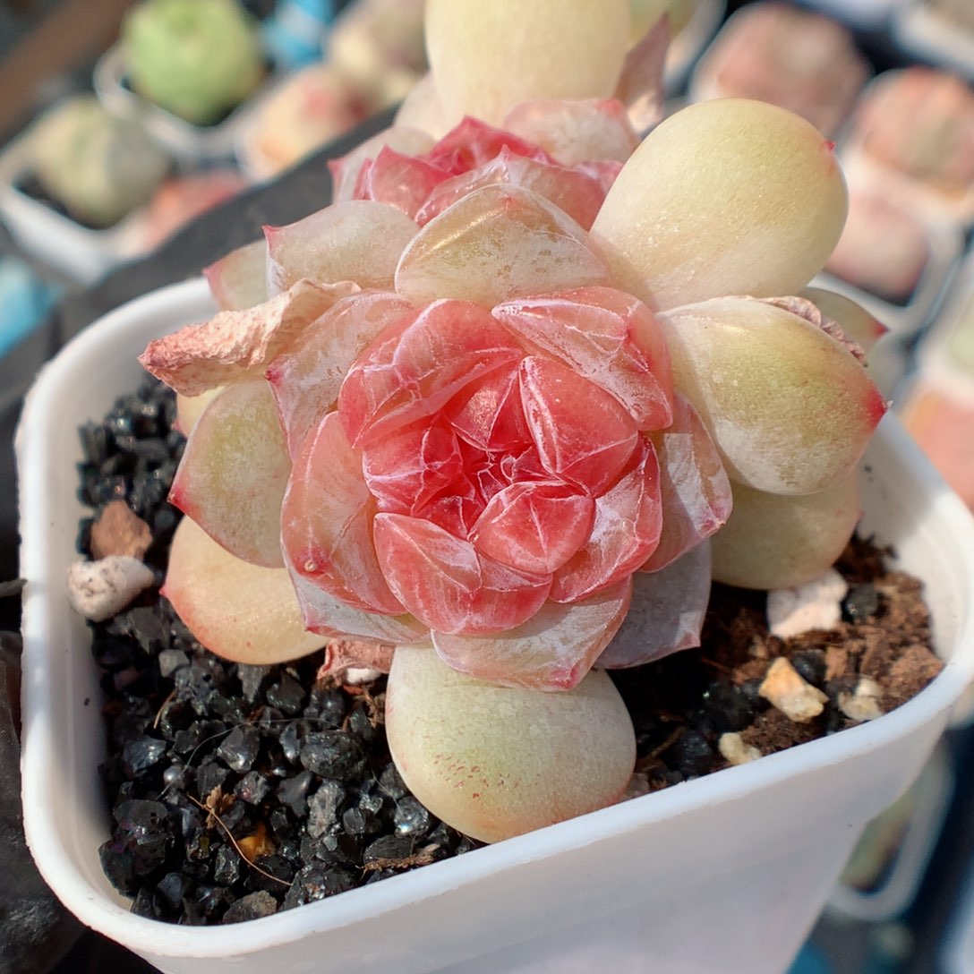 多肉植物。 糖心11