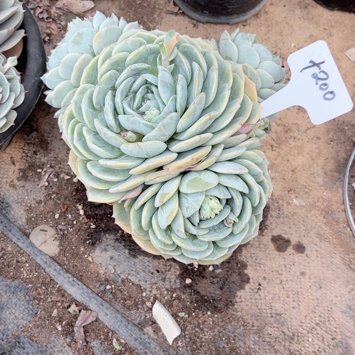 多肉植物9.9包邮