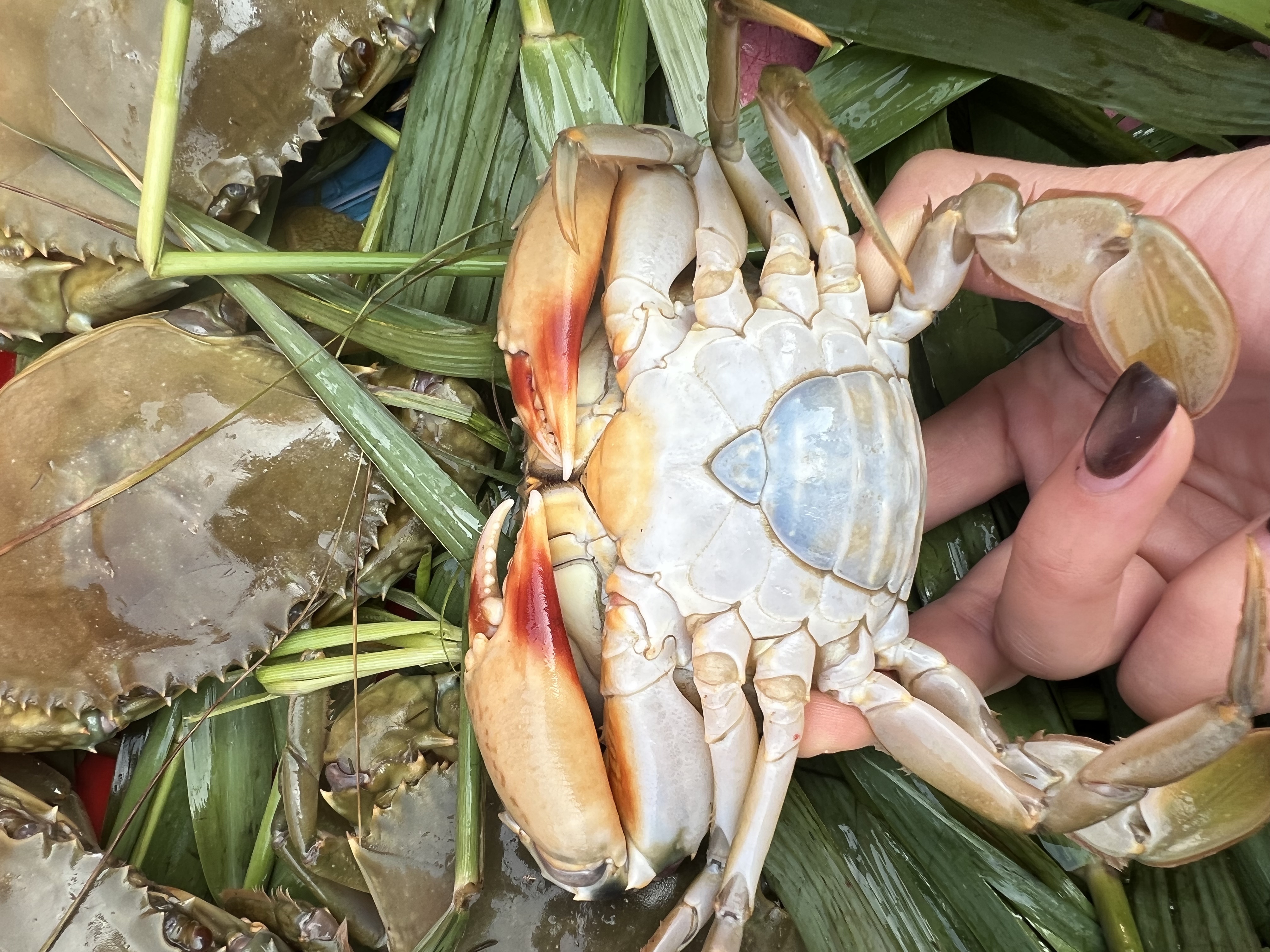 珠海鲜活海捕奄仔青蟹（顺丰特快包邮）