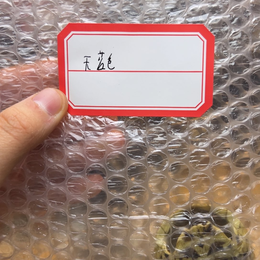 天***色手把件龟壳一个甲