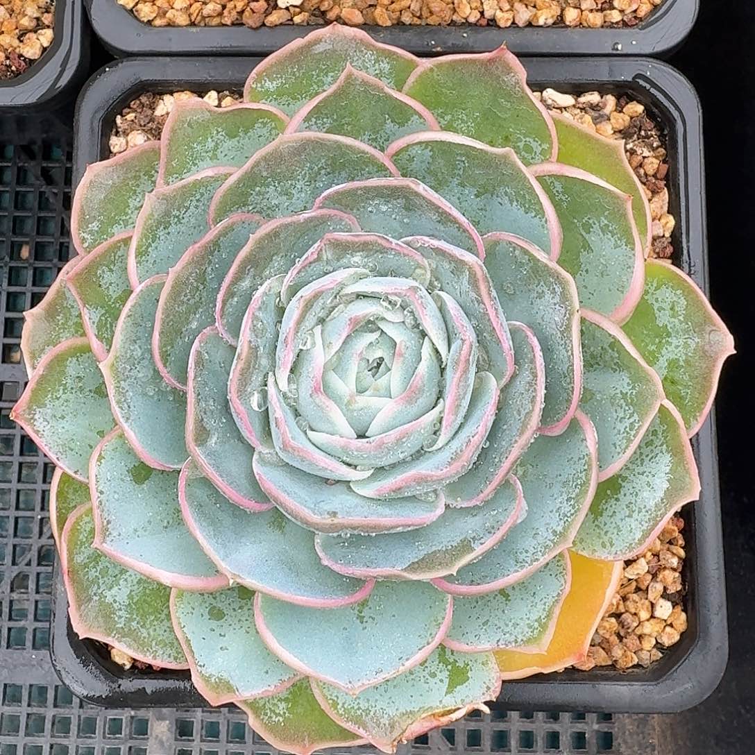 从前慢多肉编号芍药玫瑰