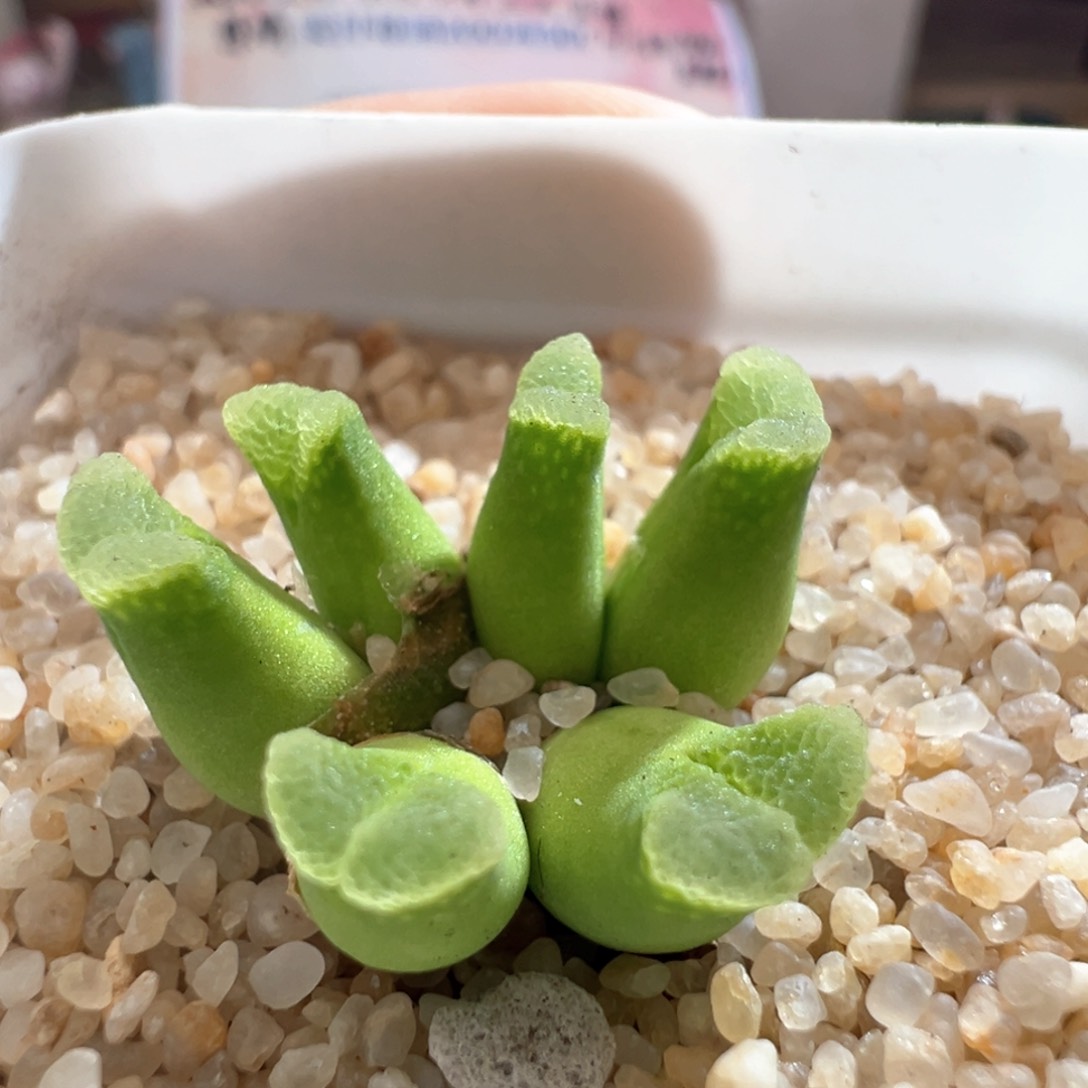 608。上新。sb805烧粉佛肚母本群