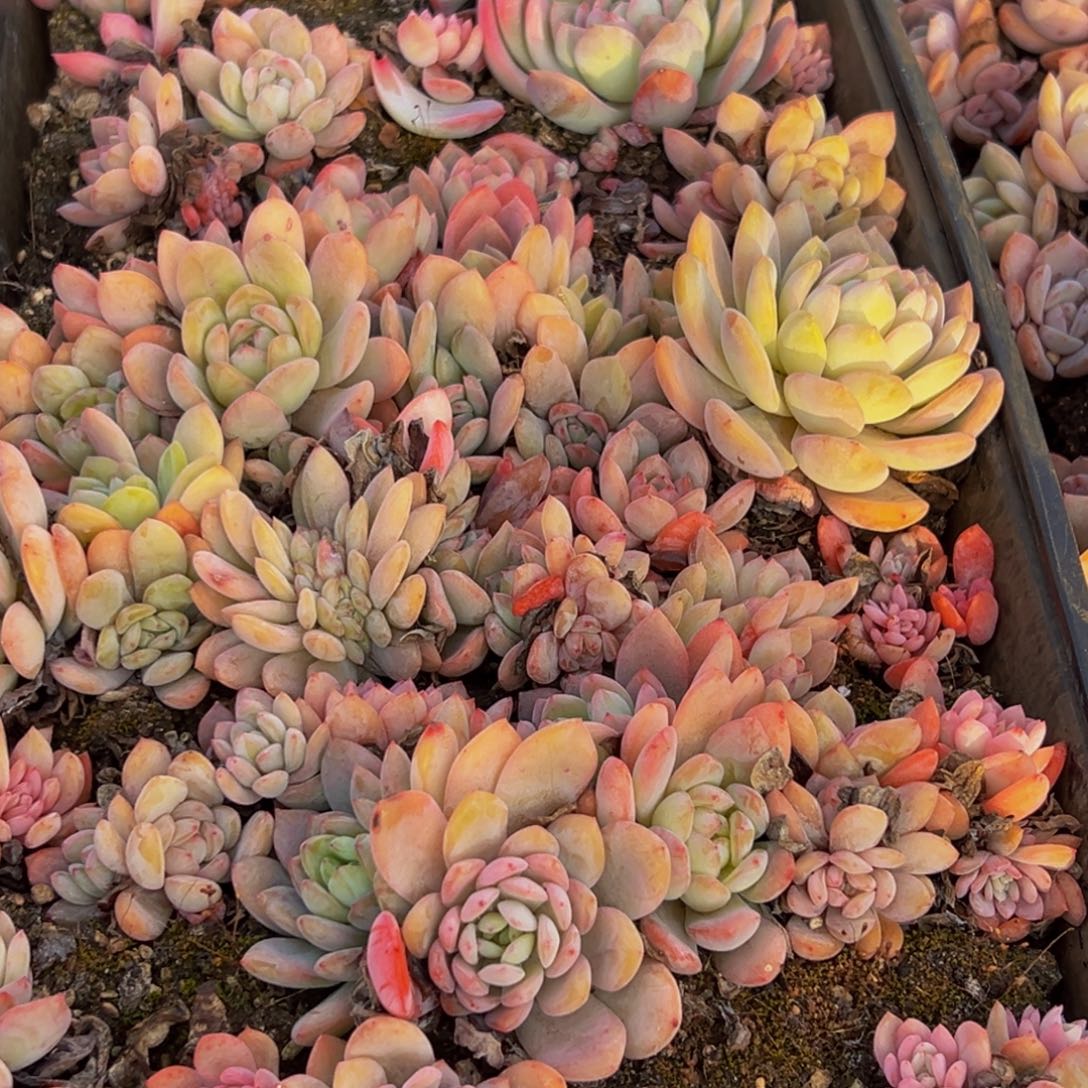 776多肉葡萄领导vv