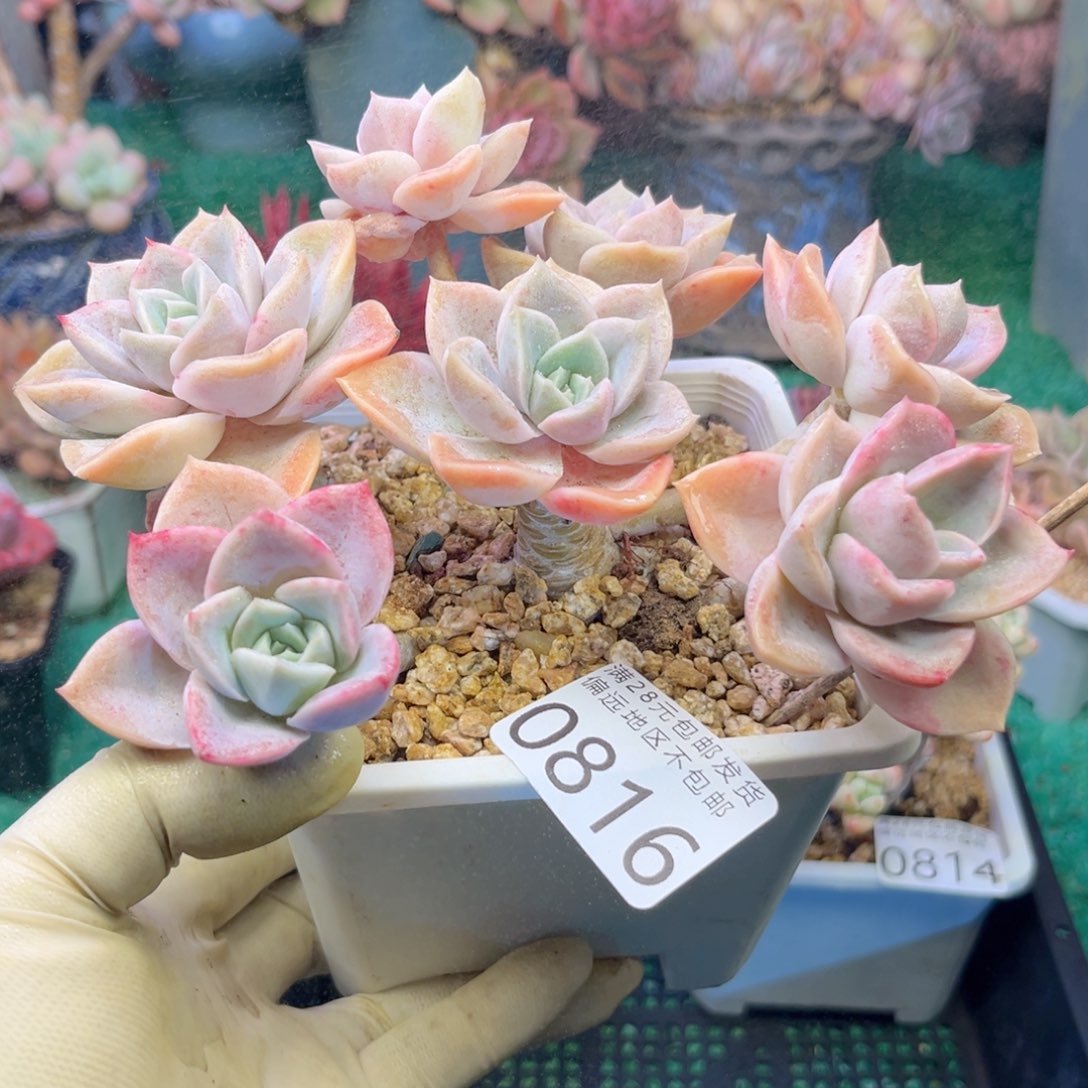 大0816/）sh x b c b b n