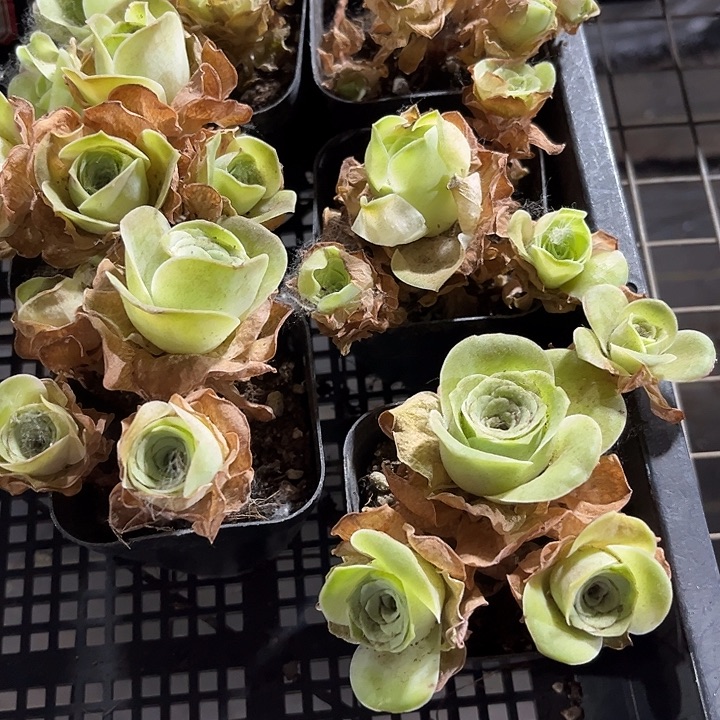 帕尔马群带盆土发货