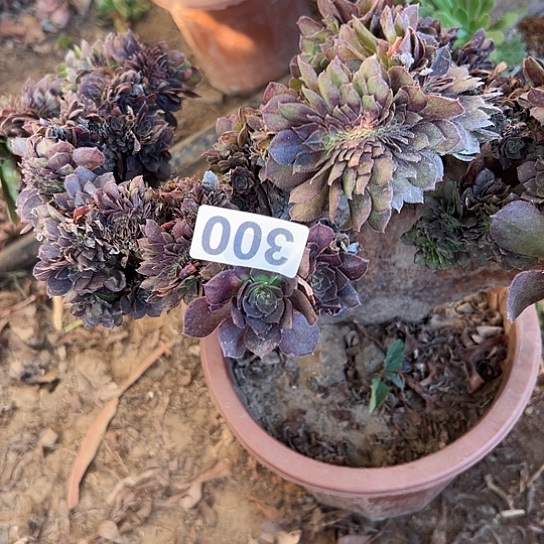 老***余多肉植物一个万追