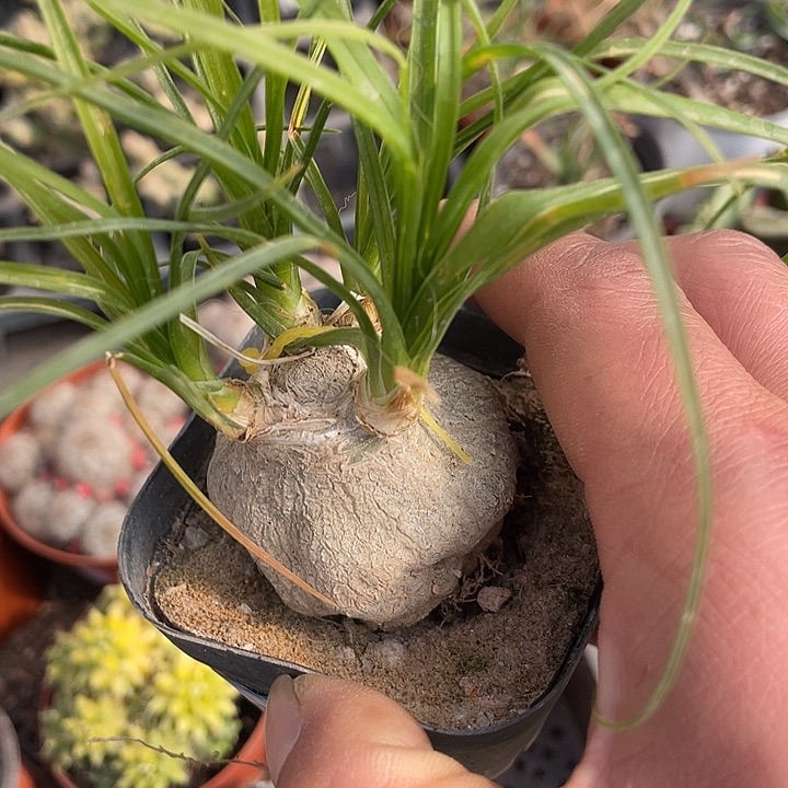 快根酒杯蓝满25包邮