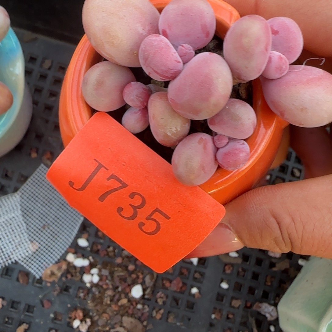 闪购精品多肉735号