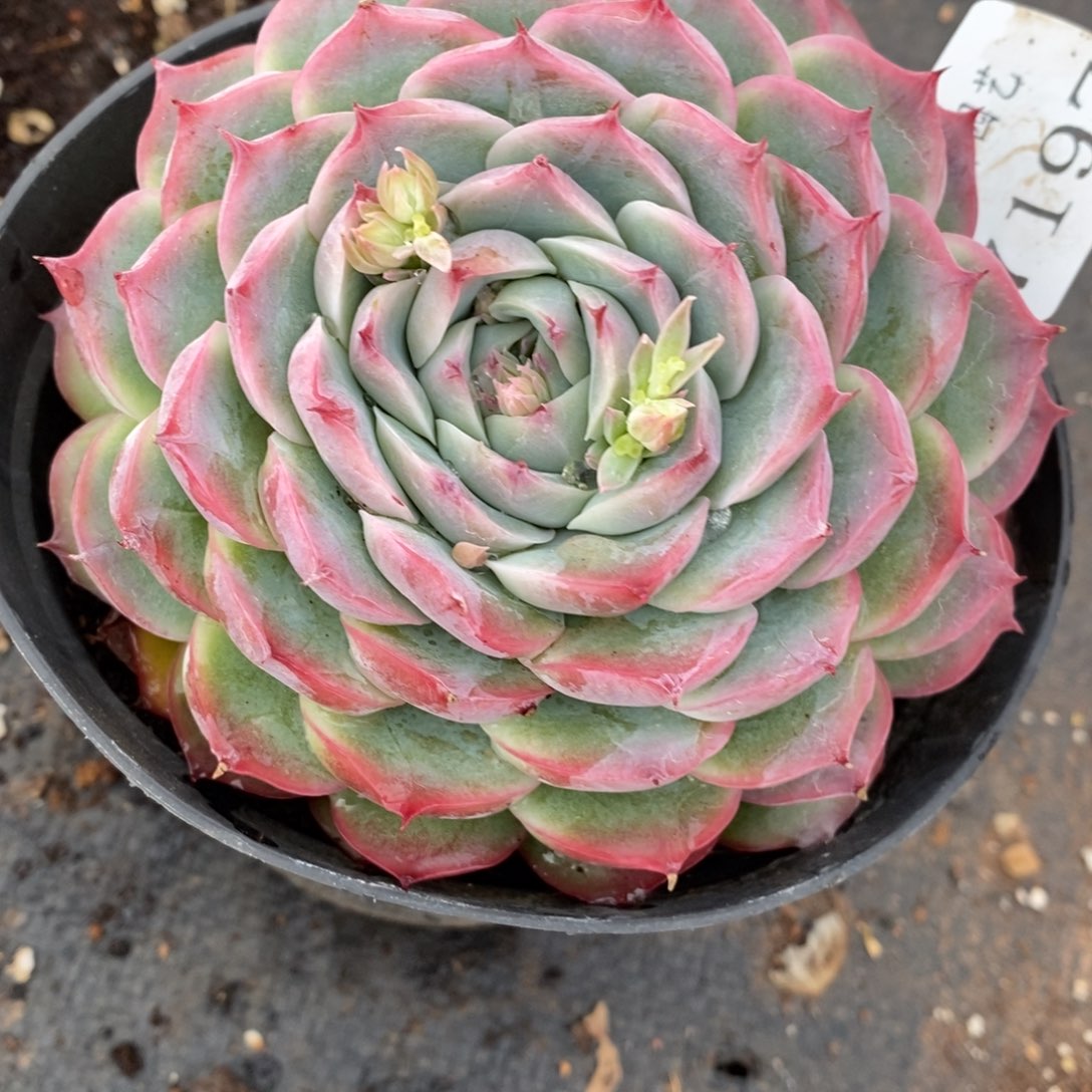 7197杂交多肉老桩