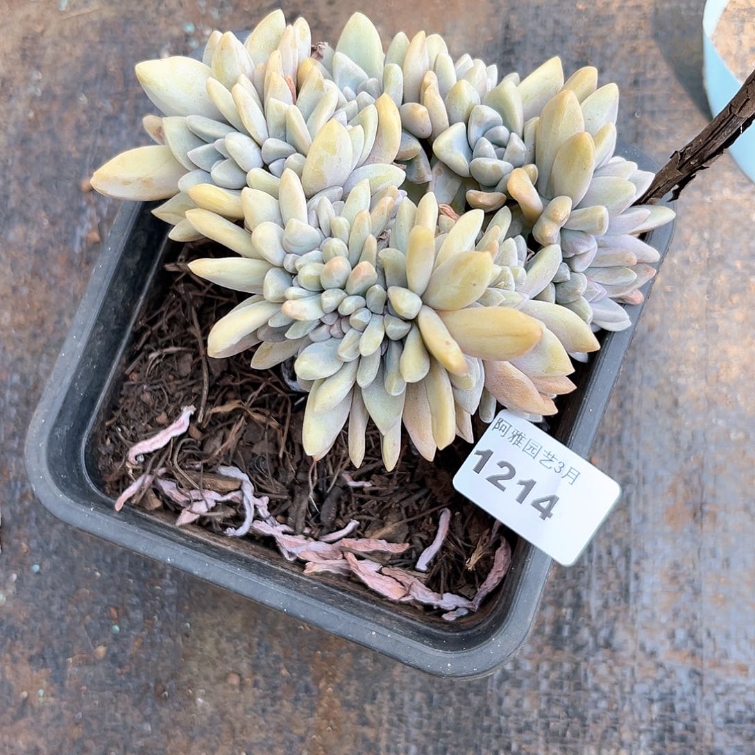 阿雅园艺。    1214