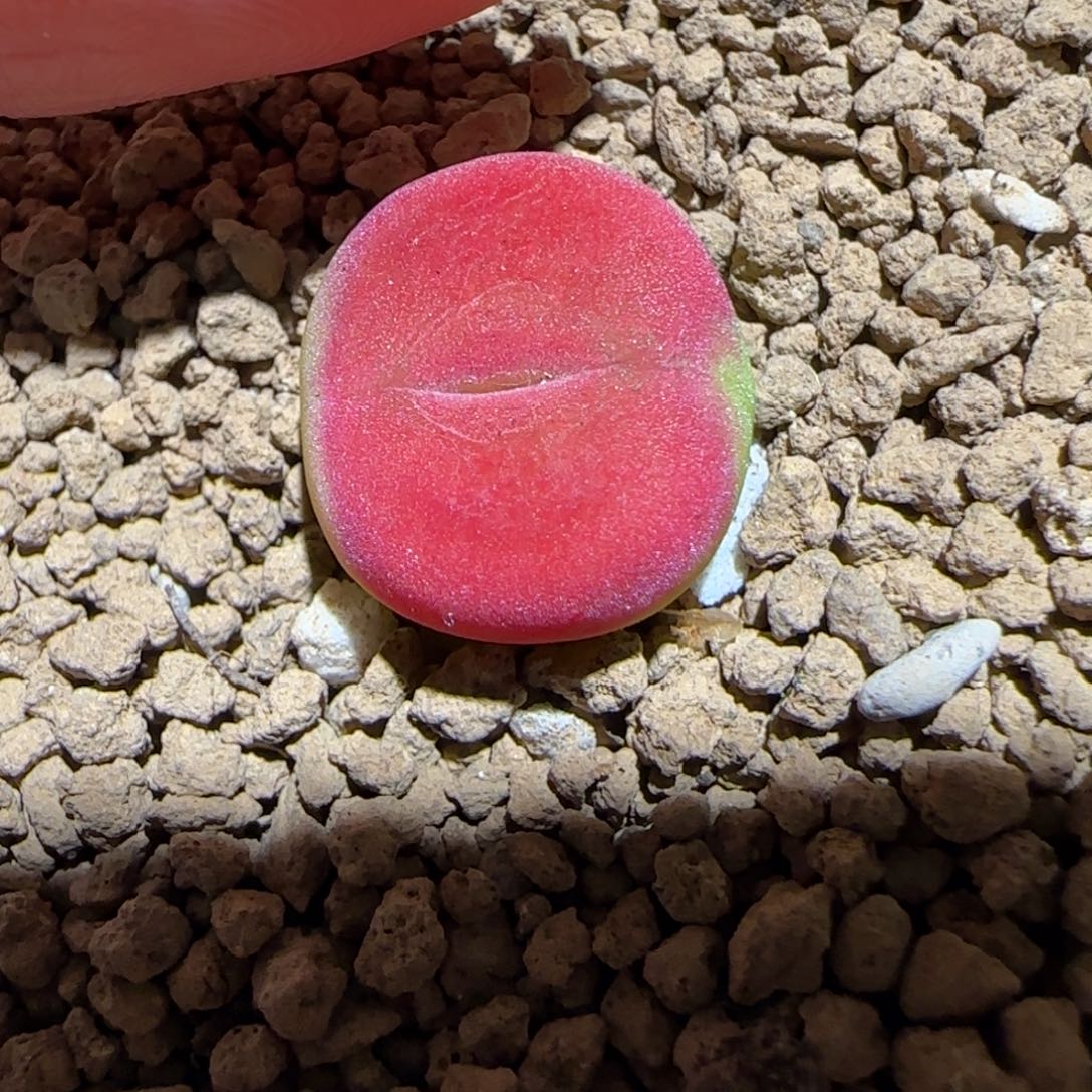 肉锥多肉植物百科-优选水蜜桃母本（1.6）1402