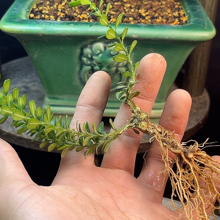 上***场无花朵凤米黄杨一物一拍