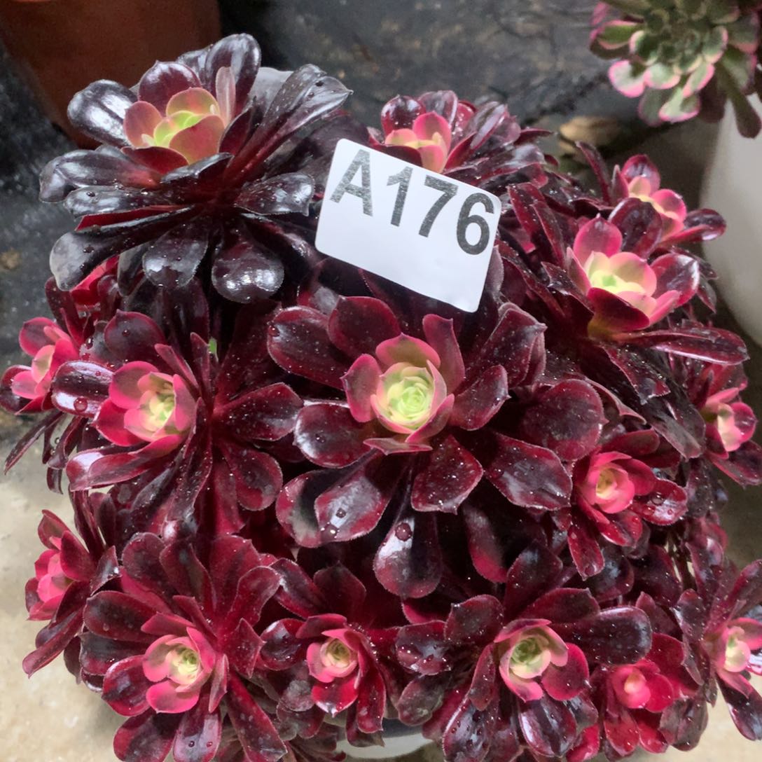 紫砂茶杯A176-美杜莎35鼓励鼓励福利粉