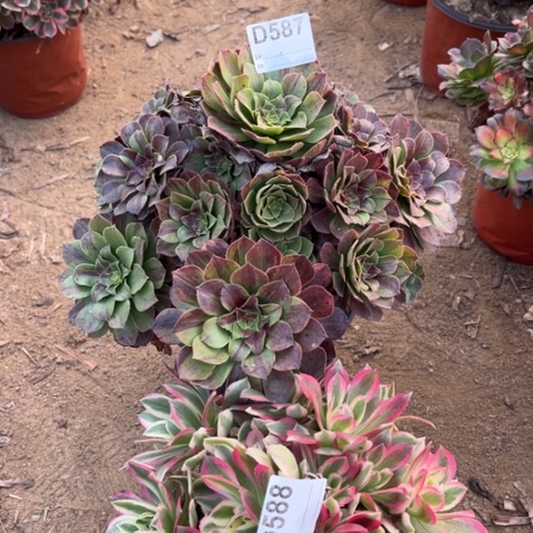 多肉植物花月夜粉水晶