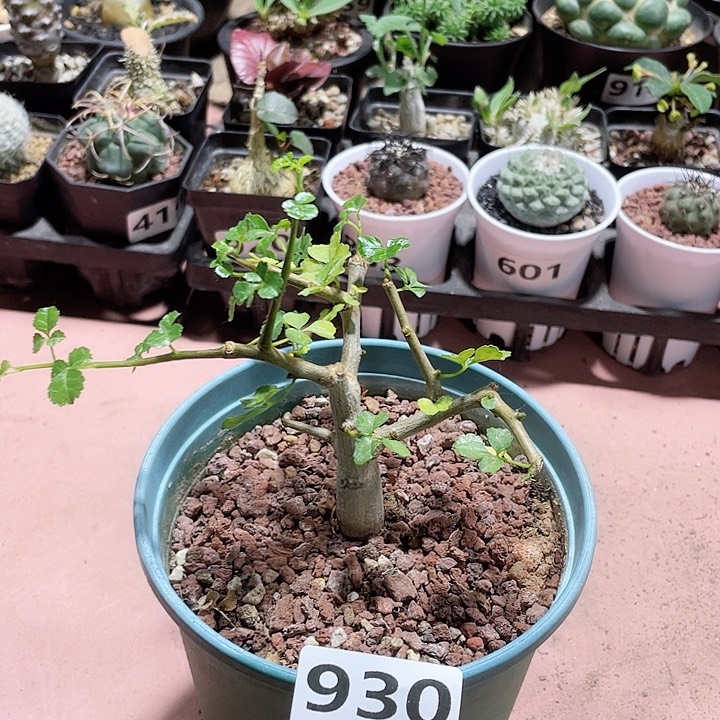 930好望角开瓶器没药橄榄