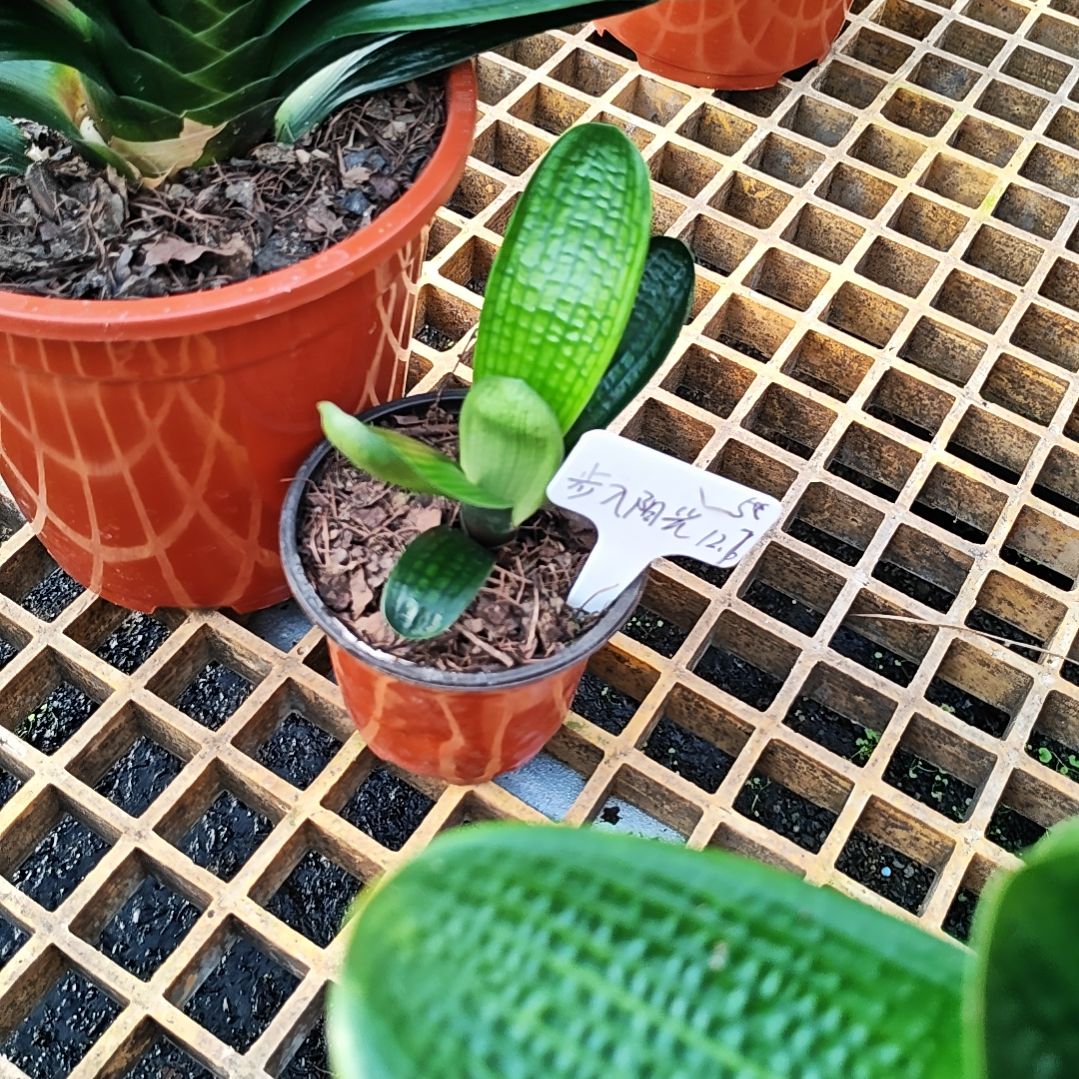 完全开放君子兰精品一年