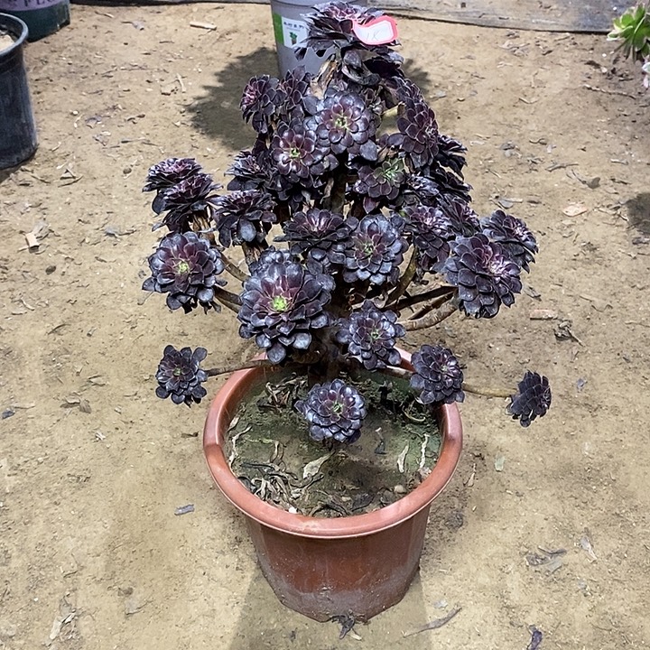 18，黑铜壶13456788889990