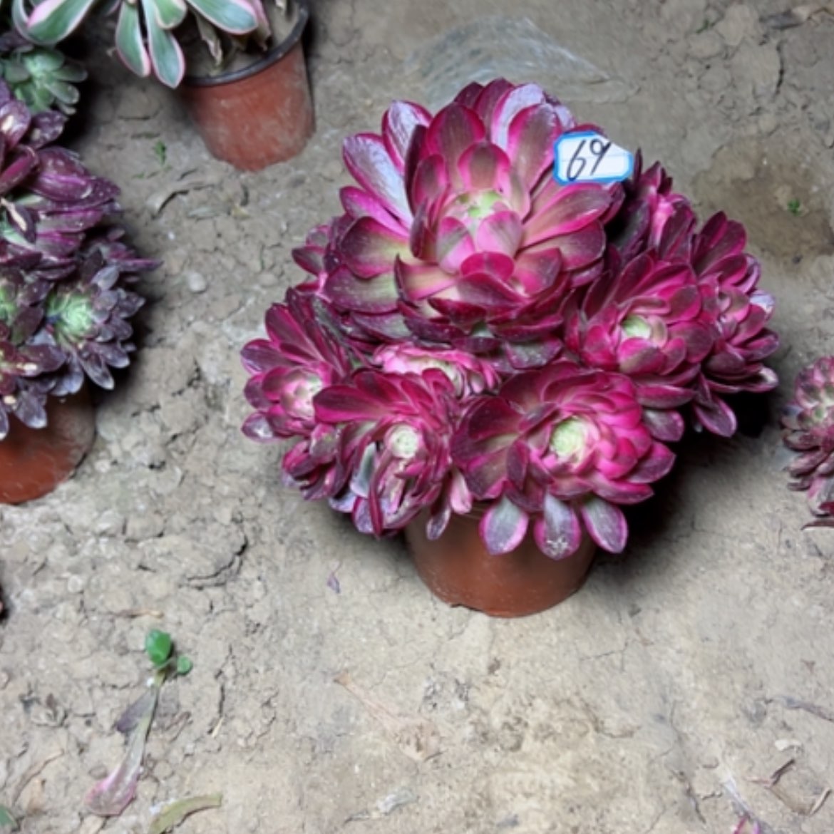 【闪购商品】多肉植物倾城69