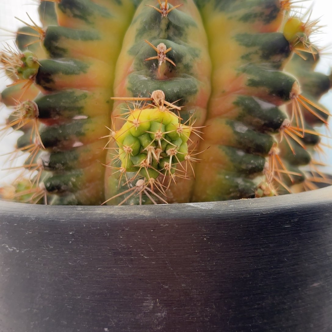 泰系月亮半径侧牙现摘100