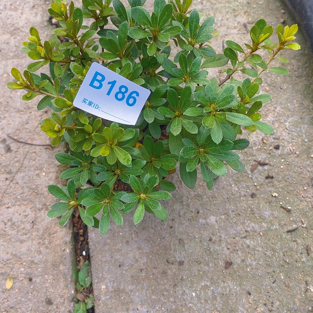 无花朵直播时间一定一起
