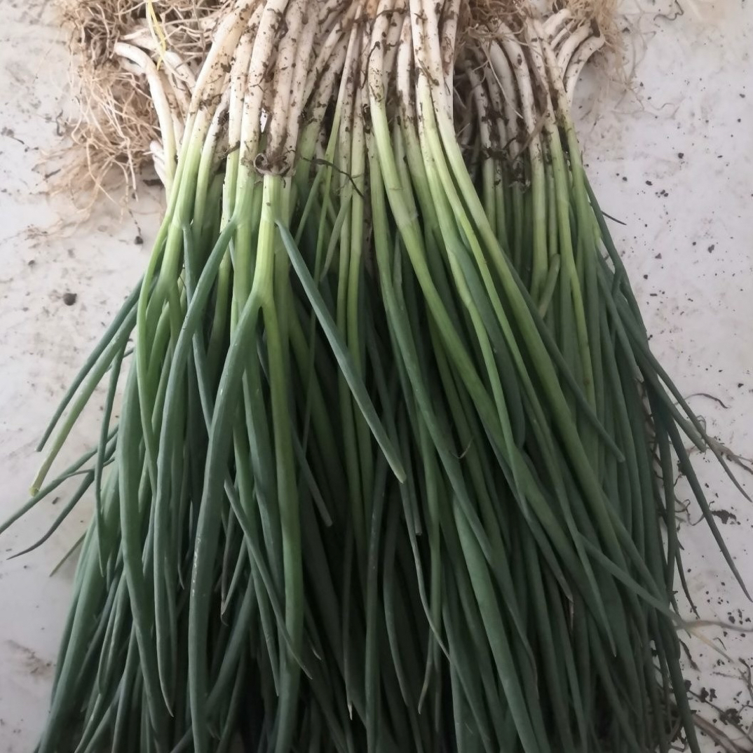 （浙江）现拔新鲜香葱两斤（无农残无保鲜剂）包饺子必备