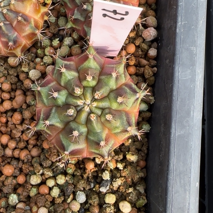 72-0125泰国发货西皮呀b