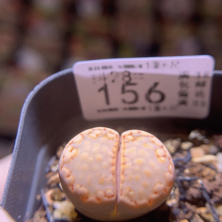 精品生石花28.156