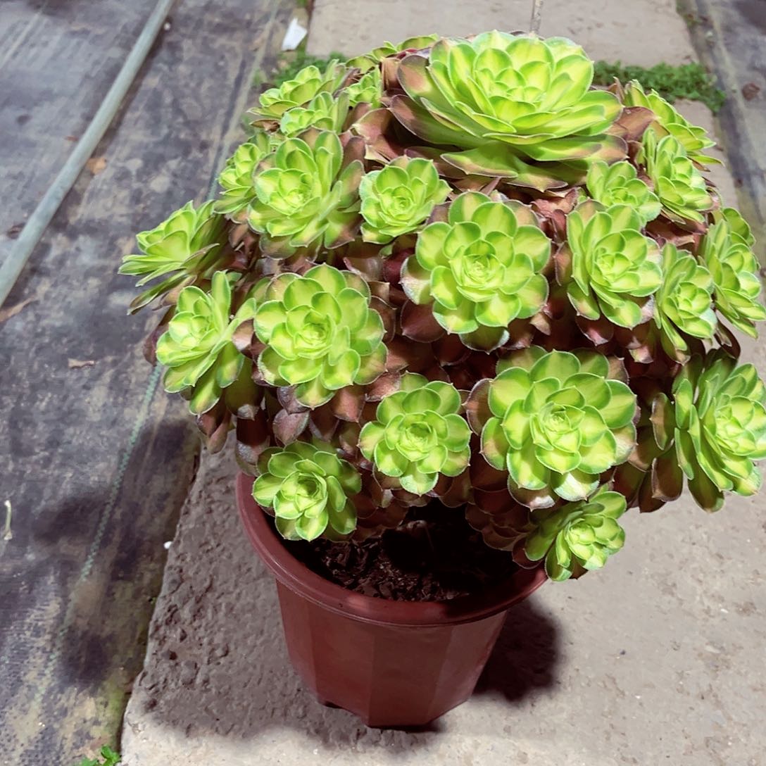 法师多肉漂亮漂亮