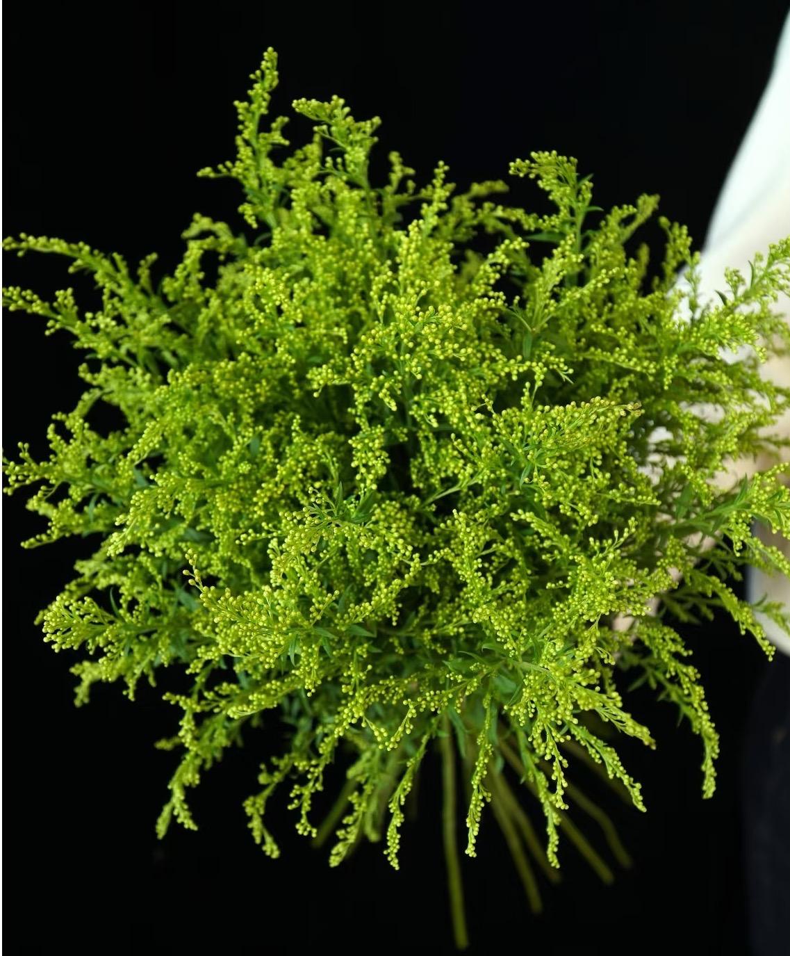 【花予专属】黄莺草  云南鲜切花