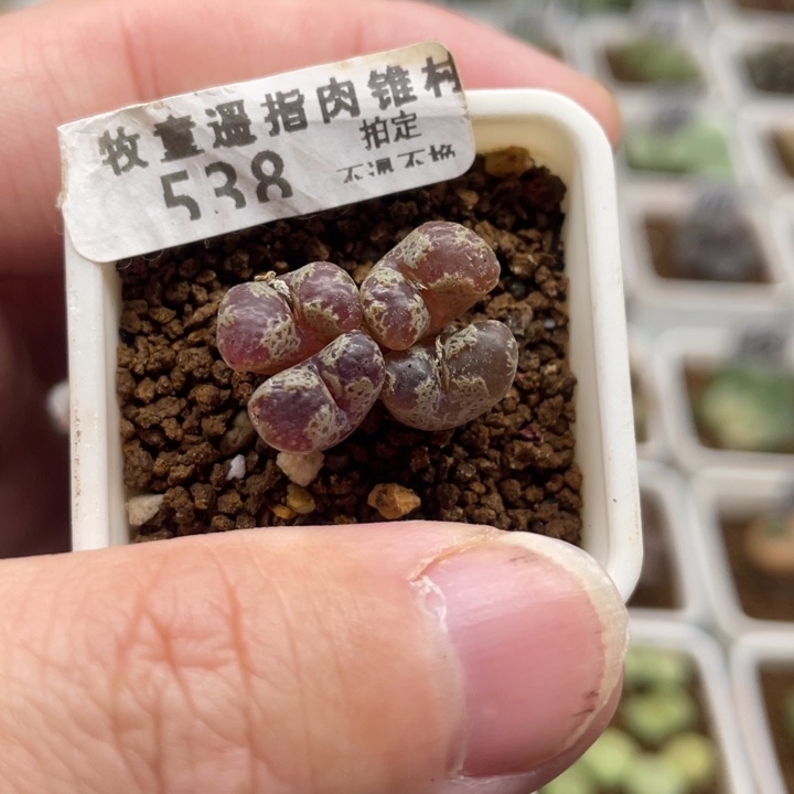 全窗蝴蝶4头，538号……1111111