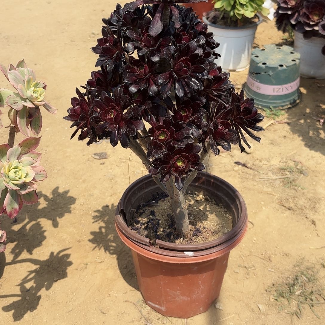 245黑法师多肉植物