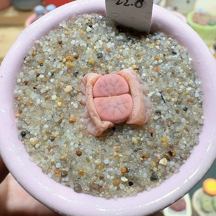 红陶蘑菇501拿铁