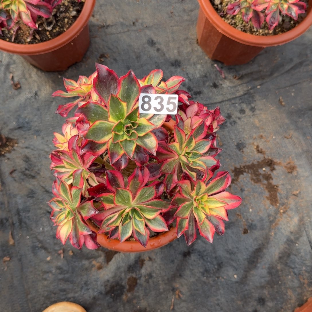 835多肉植物魅影多肉