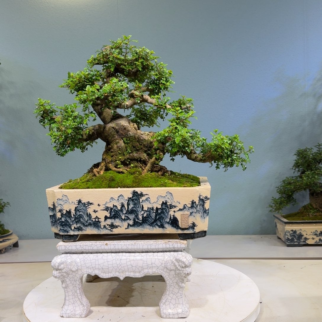 无花朵胡椒木盆景2600