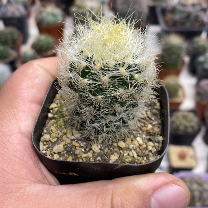 实生银翁玉特价福利